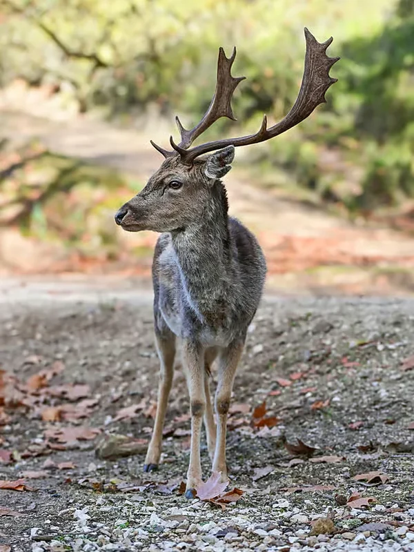 A fallow deer in the Tapada Nacional de Mafra