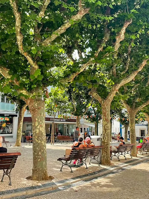 Plane trees and benches on a street in Ericeira